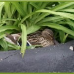 FUMC Newsletter Duck Hiding